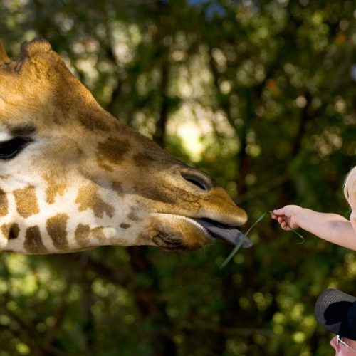 Timbavati-Zoo-1.jpg